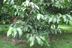 Artocarpus gomezianus subsp. zeylanicus